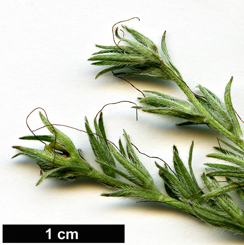 High resolution image: Family: Boraginaceae - Genus: Moltkia - Taxon: petraea